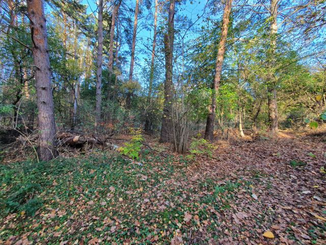 Blick auf Verkaufsfläche und Umgebung - Vertragsfreier Waldstreifen angrenzend an Erholungsgrundstücke und unmittelbar am Potsdamer Stadtrand