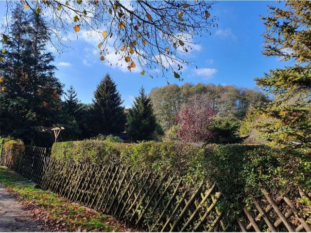 Blick auf angrenzende Erholungsgrundstücke - Vertragsfreier Waldstreifen angrenzend an Erholungsgrundstücke und unmittelbar am Potsdamer Stadtrand