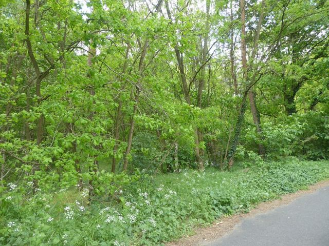 Blick auf Flurstück 27 - Forstwirtschaftsfläche ca. 250 m östlich vom ´Großen Lausiger Teich´