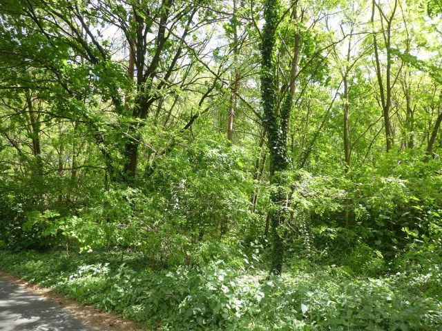 Blick auf Flurstück 27 - Forstwirtschaftsfläche ca. 250 m östlich vom ´Großen Lausiger Teich´