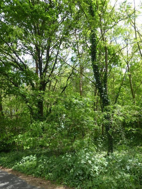 Blick auf Flurstück 27 - Forstwirtschaftsfläche ca. 250 m östlich vom ´Großen Lausiger Teich´