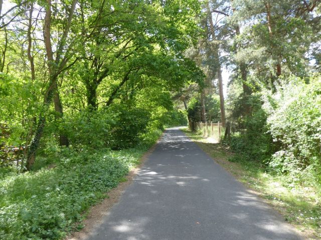 Ansicht Lausiger-Teich-Straße und Flurstück 27 links - Forstwirtschaftsfläche ca. 250 m östlich vom ´Großen Lausiger Teich´