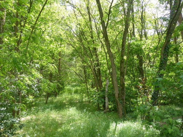Blick auf Flurstück 27 - Forstwirtschaftsfläche ca. 250 m östlich vom ´Großen Lausiger Teich´