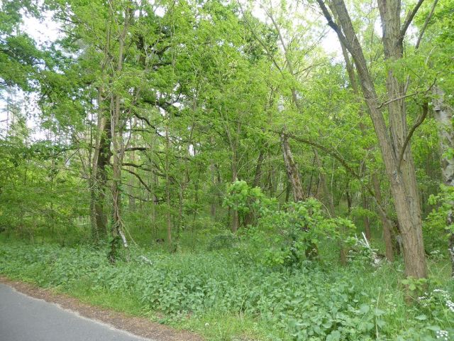 Blick auf Flurstück 211 - Forstwirtschaftsfläche ca. 250 m östlich vom ´Großen Lausiger Teich´