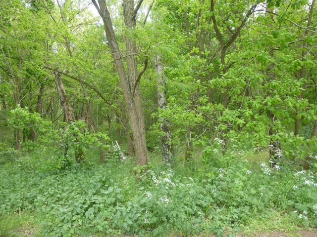 Blick auf Flurstück 211 - Forstwirtschaftsfläche ca. 250 m östlich vom ´Großen Lausiger Teich´