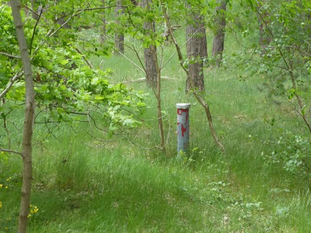 Blick auf Flurstück 211 - Forstwirtschaftsfläche ca. 250 m östlich vom ´Großen Lausiger Teich´