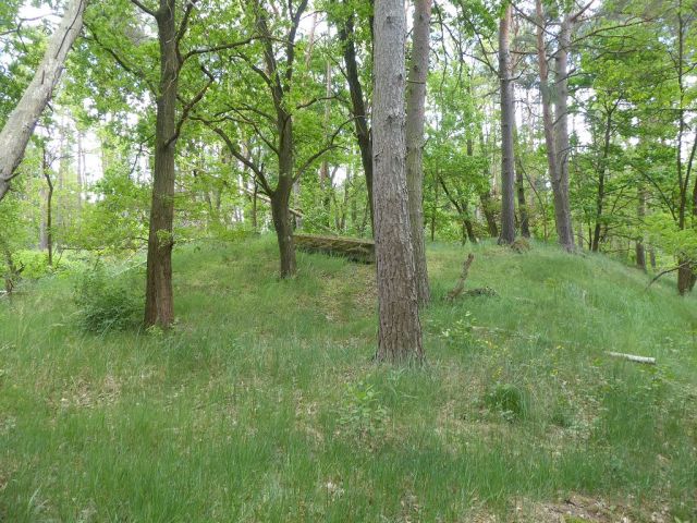 Blick auf Flurstück 211 - Forstwirtschaftsfläche ca. 250 m östlich vom ´Großen Lausiger Teich´