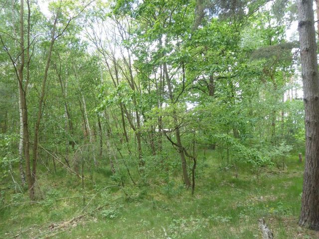 Blick auf Flurstück 211 - Forstwirtschaftsfläche ca. 250 m östlich vom ´Großen Lausiger Teich´