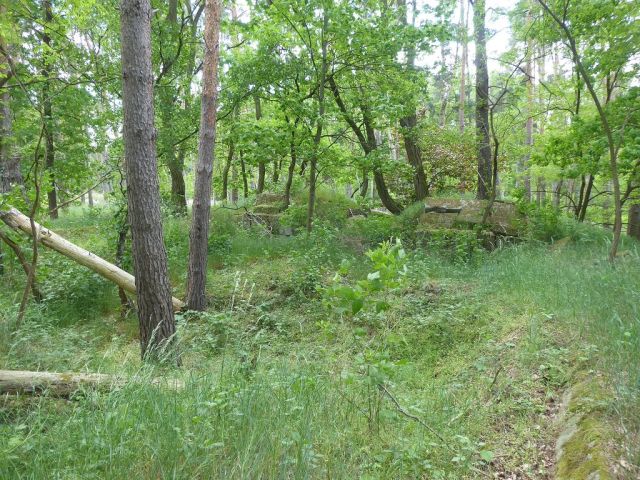 Blick auf Flurstück 211 - Forstwirtschaftsfläche ca. 250 m östlich vom ´Großen Lausiger Teich´