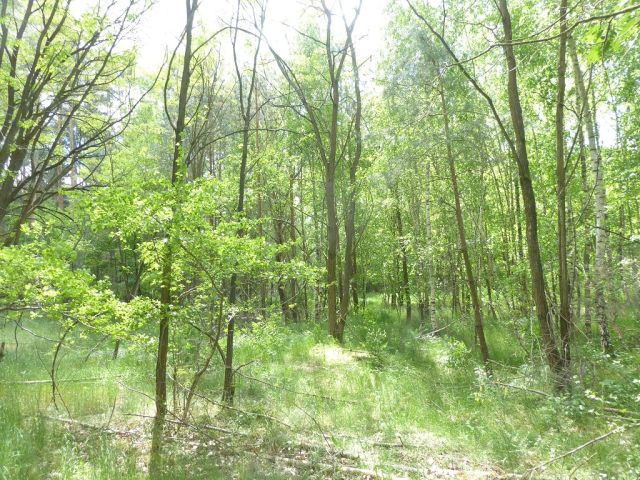 Blick auf Flurstück 211 - Forstwirtschaftsfläche ca. 250 m östlich vom ´Großen Lausiger Teich´