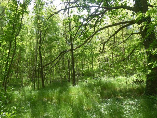 Blick auf Flurstück 211 - Forstwirtschaftsfläche ca. 250 m östlich vom ´Großen Lausiger Teich´