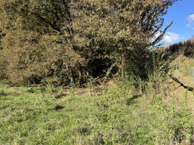 Blick auf Verkaufsgegenstand und Umgebung - Waldfläche an der A45 im Naturraum Westerwald