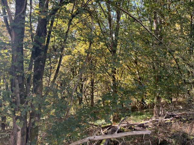 Blick auf Verkaufsfläche - Waldfläche an der A45 im Naturraum Westerwald