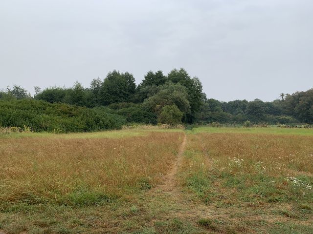 Blick auf die Wegfläche - Vertragsfreie Waldfläche nahe dem Baggersee & dem Schloss Gusow
