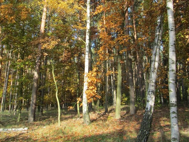 Blick auf Verkaufsfläche und Umgebung - Aufnahme aus 2018 - 3 Forstwirtschaftsflächen mit insgesamt 3,6 ha