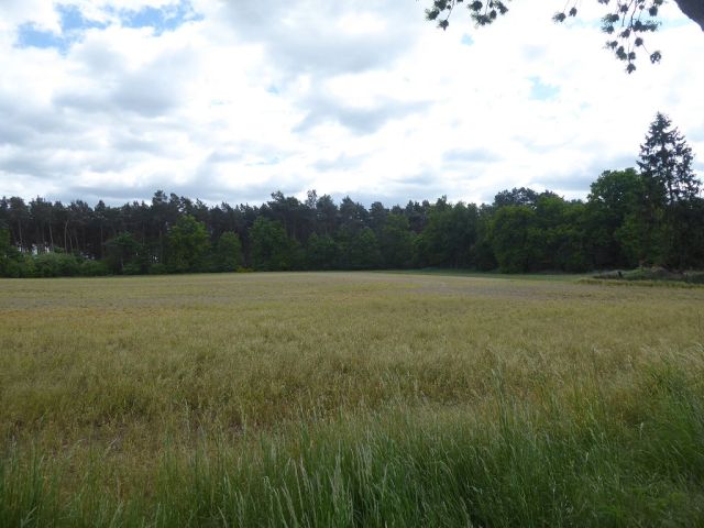 Blick Richtung Flurstück 5/4 und auf die Umgebung - 3 Forstwirtschaftsflächen mit insgesamt 3,6 ha