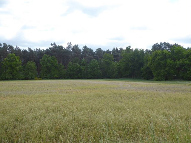 Blick Richtung Flurstück 5/4 und auf die Umgebung - 3 Forstwirtschaftsflächen mit insgesamt 3,6 ha