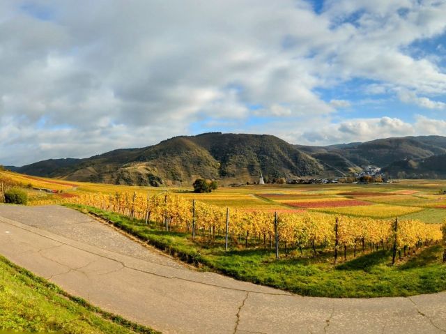 Blick in die Umgebung - Vertragsfreie bewaldete Fläche im Moseltal, nordöstlich der B 49 und nahe dem ´Bahnhof Nachtigall´