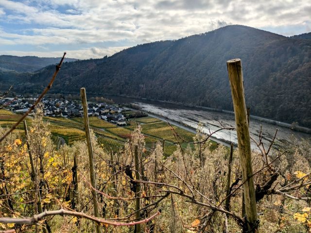 Umgebung - Vertragsfreie bewaldete Fläche im Moseltal, nordöstlich der B 49 und nahe dem ´Bahnhof Nachtigall´