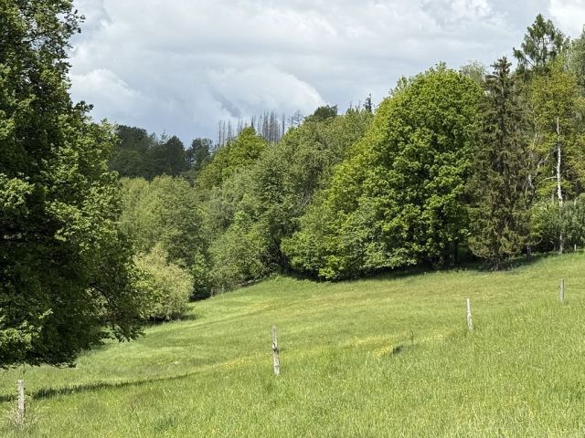 Blick auf Verkaufsfläche und Umgebung - Grünland- und bewaldete Fläche im Landkreis Sächsische Schweiz-Osterzgebirge