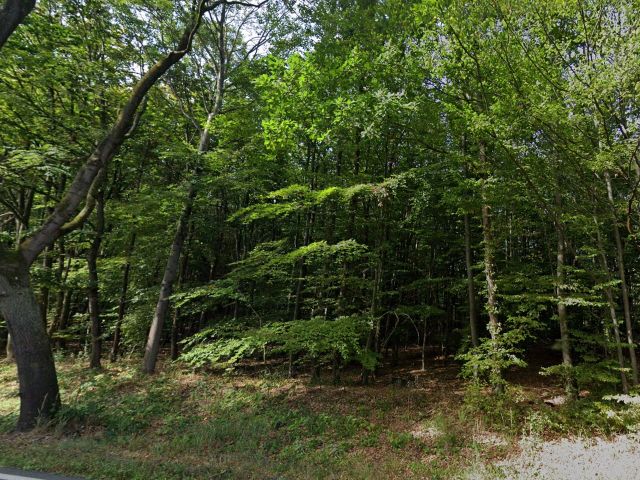 Verkaufsfläche und Umgebung - Über 1,7 Hektar vertragsfreie Waldfläche nördlich des Harzes