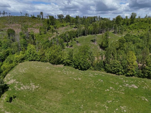 Blick auf Verkaufsfläche und Umgebung - Vertragsfreie teilweise mit Laubbäumen bewachsene Fläche im Landkreis Sächsische Schweiz-Osterzgebirge