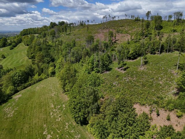 Blick auf Verkaufsfläche und Umgebung - Vertragsfreie teilweise mit Laubbäumen bewachsene Fläche im Landkreis Sächsische Schweiz-Osterzgebirge