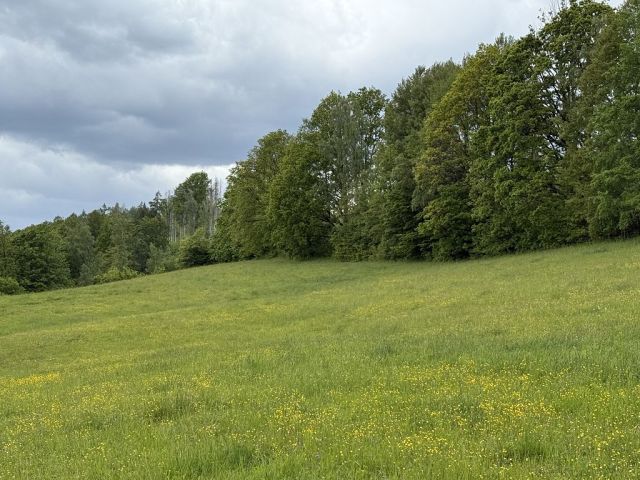 Blick auf Umgebung und Verkaufsfläche - Vertragsfreie teilweise mit Laubbäumen bewachsene Fläche im Landkreis Sächsische Schweiz-Osterzgebirge