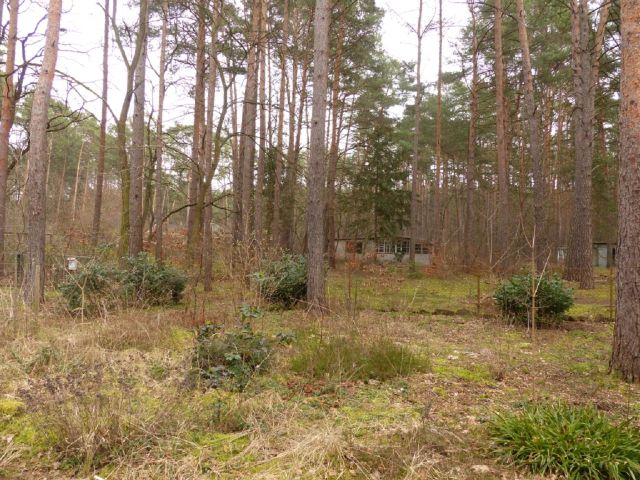 Blick auf das Verkaufsobjekt und die Umgebung - Kiefernwald mit ehem. Erholungsbungalow im südwestlichen Berliner Umland  *etwa 29 km von der Potsdamer Innenstadt entfernt*