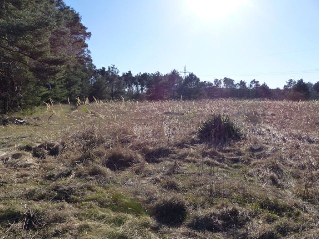 Blick auf die Verkaufsfläche - Über 1,7 Hektar Landwirtschaftsfläche am westlichen Ortsrand