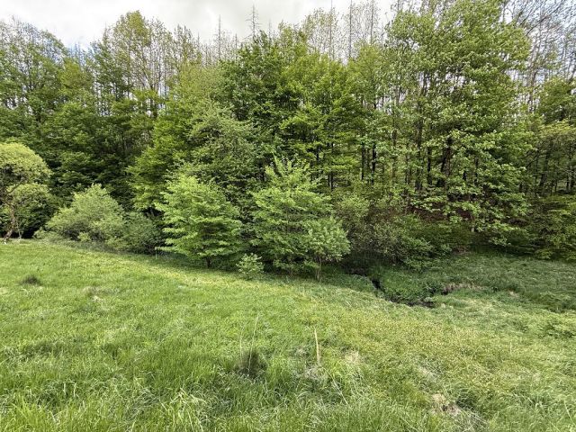 Blick auf Verkaufsfläche und Umgebung - Vertragsfreie, hängige Grünlandfläche im Landkreis Sächsische Schweiz-Osterzgebirge