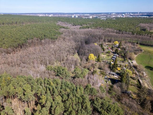 Blick auf das größere Waldgebiet mit der Verkaufsfläche und die Umgebung - Mischwald in direkter Nachbarschaft von Wochenendhäusern am Potsdamer Stadtrand