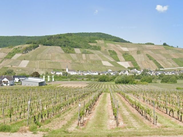 Blick von der B53 Richtung Verkaufsfläche, zwischen den Weinanbauflächen, und auf die Umgebung - Mit Wildwuchs und Büschen naturbelassene Fläche zwischen Weinbergen an der Mosel