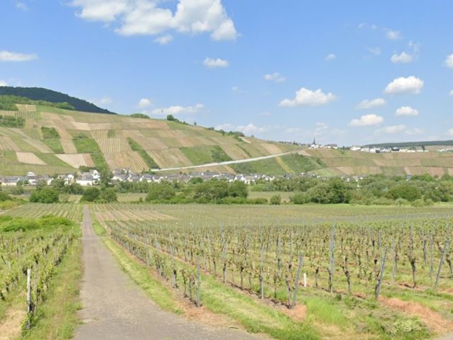 Blick von der B53 Richtung Verkaufsfläche, zwischen den Weinanbauflächen, und auf die Umgebung - Mit Wildwuchs und Gehölzen naturbelassene Fläche zwischen Weinbergen an der Mosel
