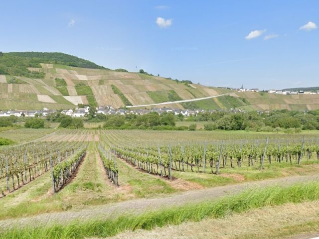 Blick von der B53 Richtung Verkaufsfläche, zwischen den Weinanbauflächen, und auf die Umgebung - Mit Wildwuchs und Gehölzen naturbelassene Fläche zwischen Weinbergen an der Mosel
