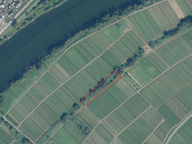 Umgebungsskizze - Mit Wildwuchs und Gehölzen naturbelassene Fläche zwischen Weinbergen an der Mosel