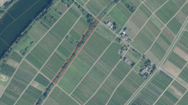 Lageskizze - Mit Wildwuchs, Gehölzen und Büschen bewachsene Fläche zwischen Weinbergen an der Mosel