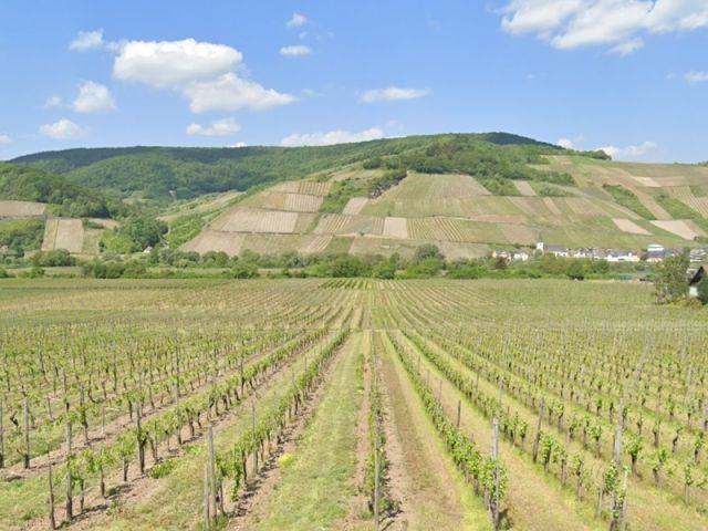 Blick von der B53 Richtung Verkaufsfläche, zwischen den Weinanbauflächen, und auf die Umgebung - Mit Wildwuchs, Gehölzen und Büschen bewachsene Fläche zwischen Weinbergen an der Mosel