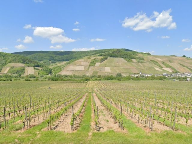 Blick von der B53 Richtung Verkaufsfläche, zwischen den Weinanbauflächen, und auf die Umgebung - Mit Wildwuchs, Gehölzen und Büschen bewachsene Fläche zwischen Weinbergen an der Mosel