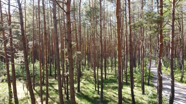 Blick Richtung Verkaufsobjekt mit Umgebung - Waldfläche auf der Insel Usedom **nahe Ostseestrand von Zinnowitz**