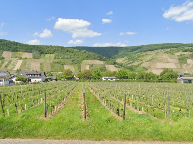 Blick von der B53 Richtung Verkaufsfläche, zwischen den Weinanbauflächen, und auf die Umgebung - Mit Büschen und Gehölzen naturbelassene Fläche zwischen Weinbergen an der Mosel und neben dem ´Campingplatz Georgshof´