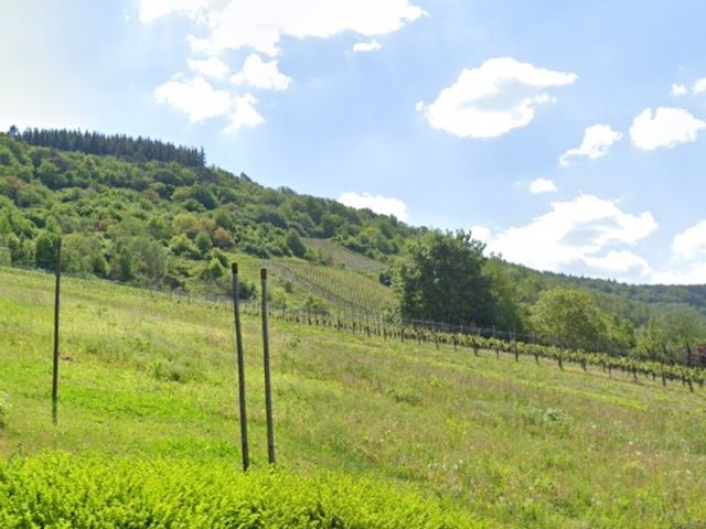 Blick Richtung Verkaufsfläche und auf die Umgebung - Vertragsfreie Fläche in Hanglage mit Blick auf die Mosel - gerodeter, ehemaliger Weinberg