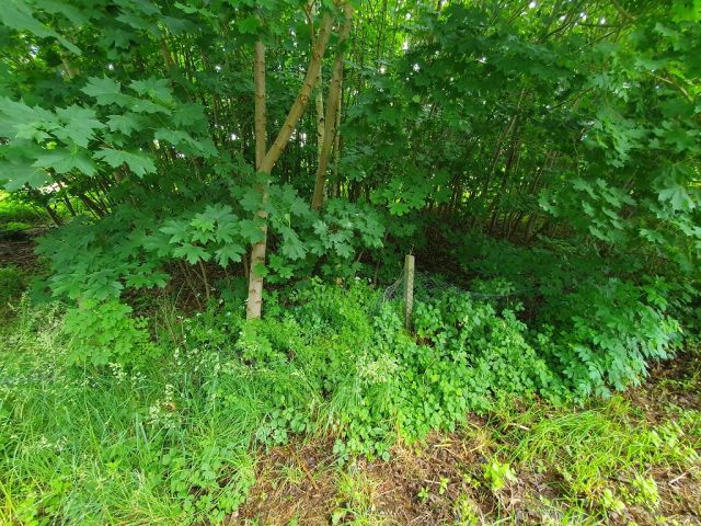 Blick auf die marode Einfriedung und den Gehölzbewuchs auf der Verkaufsfläche - Grundstück mit Bauvorbescheid für den Neubau eines Wohngebäudes ca. 13 km von der Hansestadt Wismar an der Ostseeküste entfernt