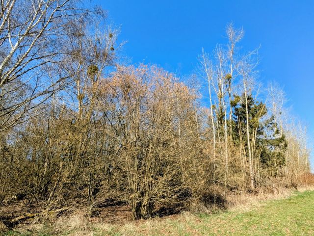 Verkaufsgegenstand - Wald- und Landwirtschaftsfläche **vertragslose Grünlandnutzung**