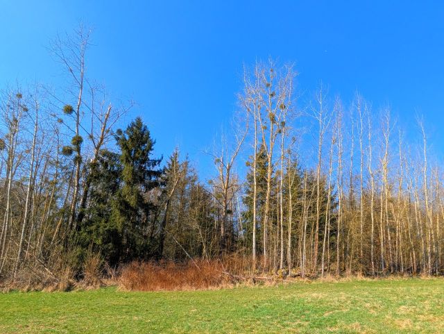 Verkaufsgegenstand - Wald- und Landwirtschaftsfläche **vertragslose Grünlandnutzung**