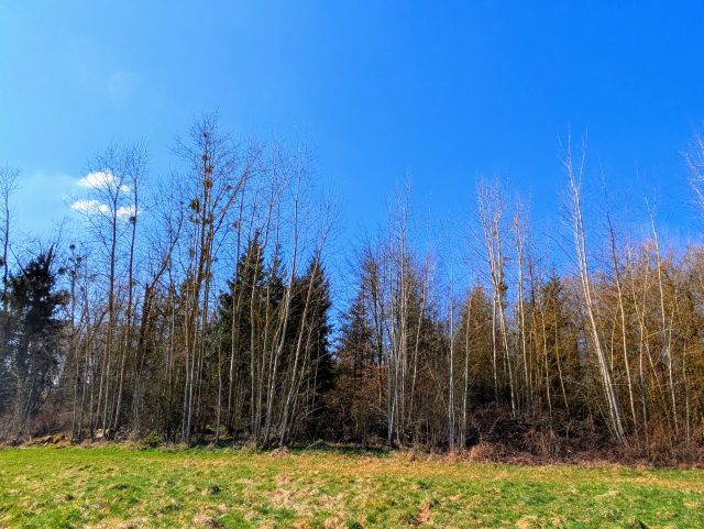 Verkaufsgegenstand - Wald- und Landwirtschaftsfläche **vertragslose Grünlandnutzung**