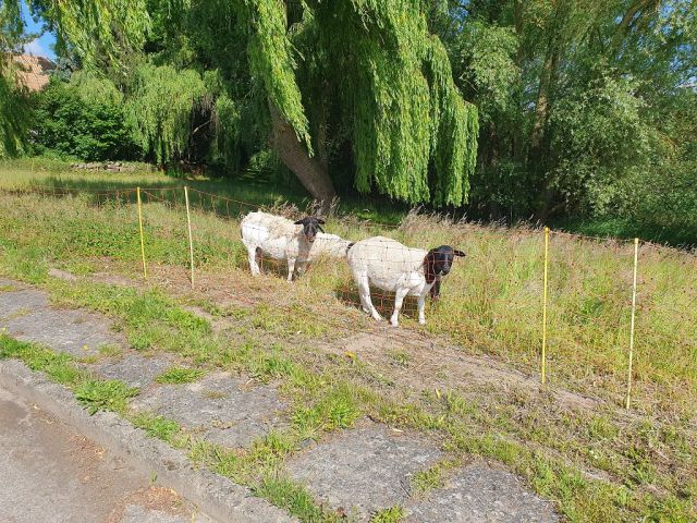 Blick auf Verkaufsfläche - Grundstück mit ca. 75 m Uferfront  am Kavelsdorfer See und neben Wohnbebauung * ca. 35 km südlich vom Darß