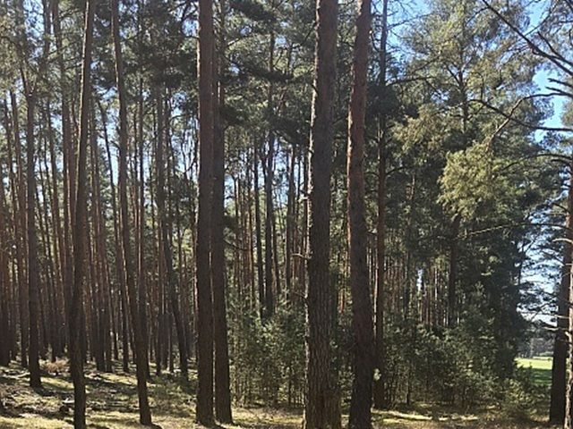 Blick auf Verkaufsfläche - Teilweise verpachtete Waldfläche im Landkreis Dahme-Spreewald