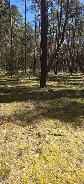Blick auf Verkaufsfläche - Teilweise verpachtete Waldfläche im Landkreis Dahme-Spreewald