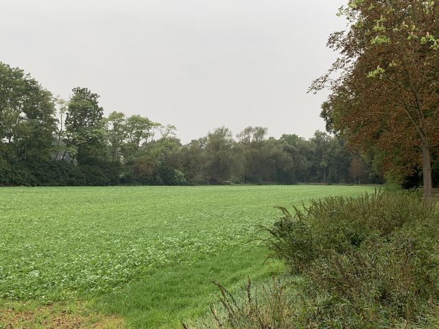 Blick Richtung Verkaufsfläche und Umgebung - Teilweise vertragslos genutzte Wald-/Gehölzfläche **nahe dem Baggersee & dem Schloss Gusow**